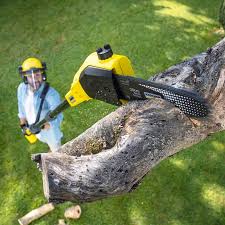 Best Lawn Mowing  in Mayville, NY