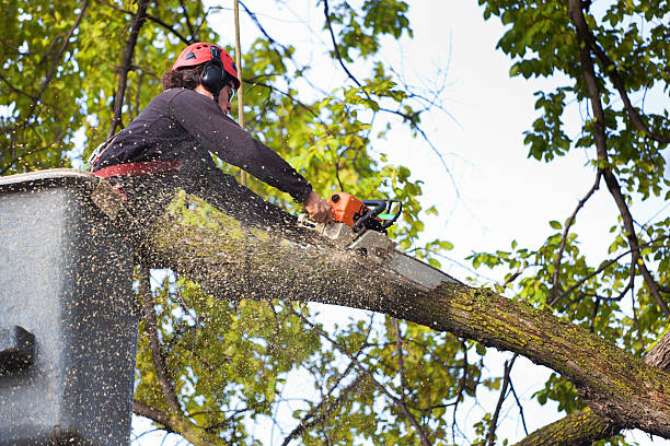 Best Tree Disease Treatment  in Mayville, NY