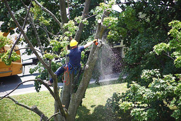 Pest Control for Lawns in Mayville, NY